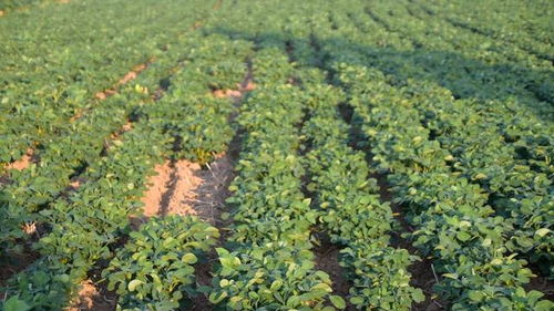 花生下针期的关键时间窗口