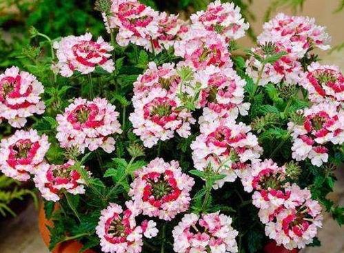 迷你空间的大花海