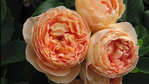 寻找那抹花香， 让满院飘香成为现实