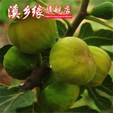 果树使用防落素对杨梅防落效果如何？正确使用方法是什么？