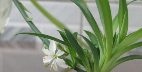吊兰、 兰花、茉莉，dou是净化空气的好手