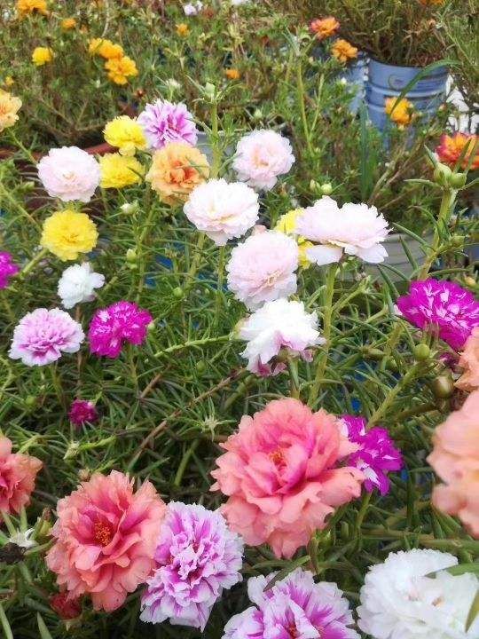 矮牵牛为何会掉花苞？