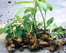 浇水施肥：适量适度，杜娟籽才嫩茁壮成长