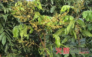 龙眼育苗：探讨龙眼种子繁殖技术及其在林业中的应用