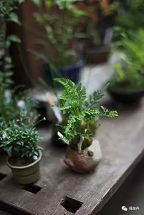 蕨类植物：填补空隙的专家