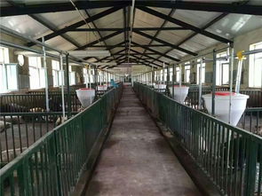 创新农业养殖设施，打造高效环保猪舍