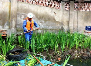 河道护坡的守护者