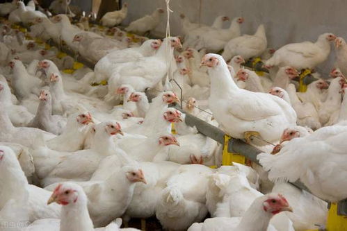 春季肉鸡腹水综合症需警惕，养殖户应加强管理