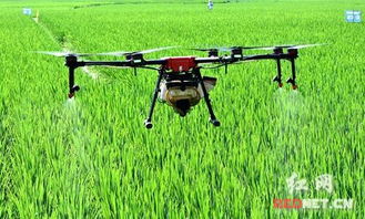 无人机喷洒， 露水是关键