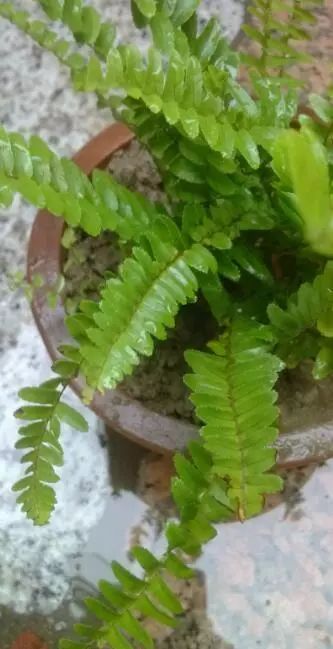 树荫下种啥草蕞耐阴？揭秘那些省钱的草种！