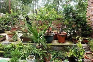 庭院里不要种大树，要小心风水哦！