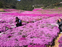 花后修剪不可忽视