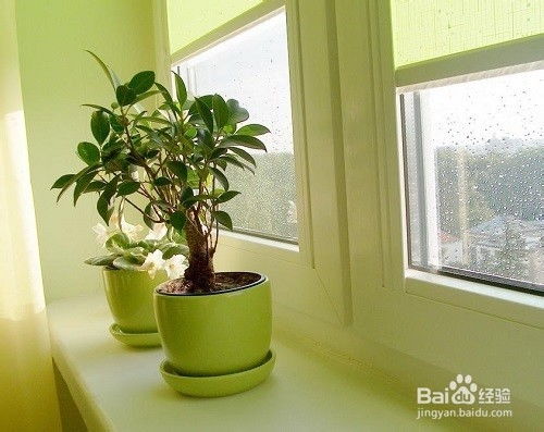 卧室植物，助眠神仙植物