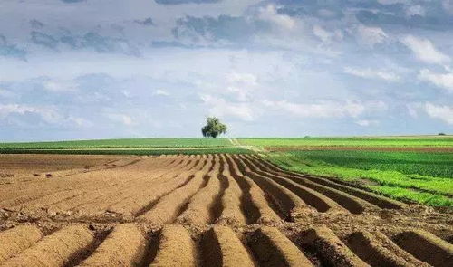 乙草胺的使用方法揭秘