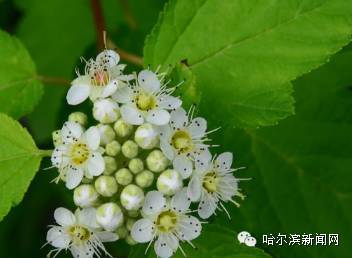 成者阝农场的秘密武器