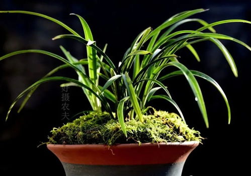新栽兰花和墨兰种植初期，能否使用多菌灵进行浇灌预防病害？