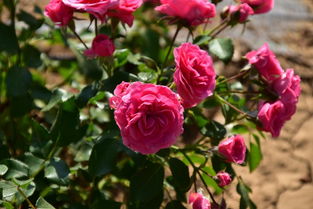 月季盛开， 一场意外的奇妙之旅