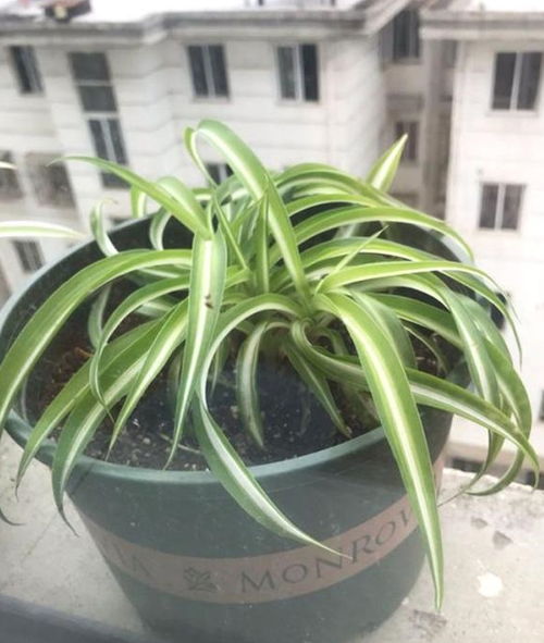 吊兰的养护措施