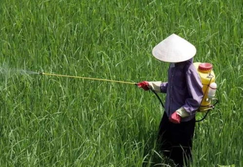 棉花打农药，效果咋样？