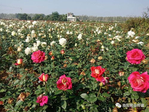 月季品种繁多， 蓝丝带月季引人注目