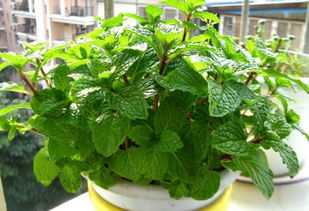 播种前进行种子处理， 防病虫害，提高发芽率