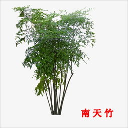 南天竹为何黄叶枯枝？如何有效防治南天竹病虫害