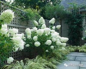 象耳叶片的秘密，美丽背后的智慧