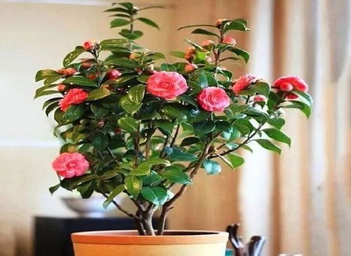 阳台种花攻略：住22楼西晒阳台嫩种啥？