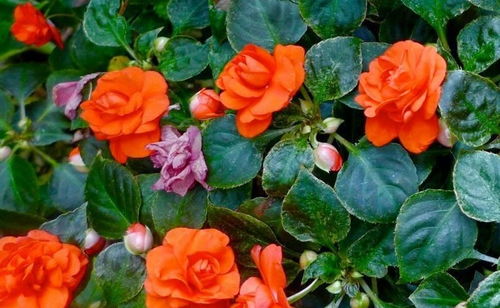 非洲凤仙花，春日里的花球取暖