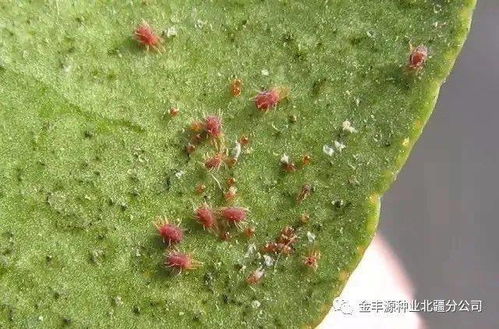 雪松红介壳虫和丽格海棠密虫的烦恼