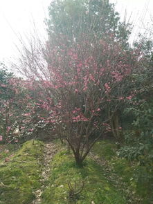 园林精品苗木的春天