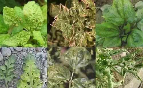 石斛铁锈病防治小秘诀