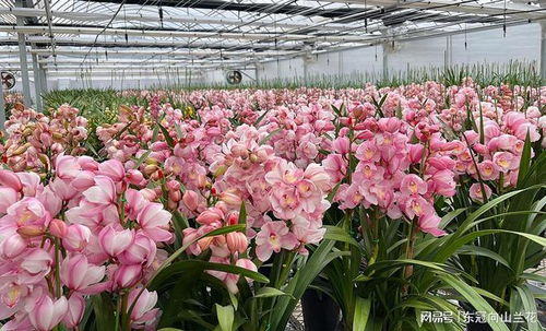 花卉的寓意与情感