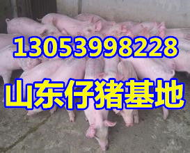 今天临朐生猪价格是多少一斤？