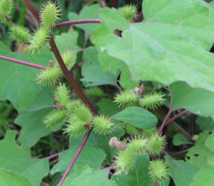 苍耳子：带刺的旅行家