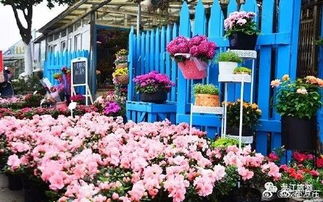 金牛区花卉市场：花卉养护知识的宝库