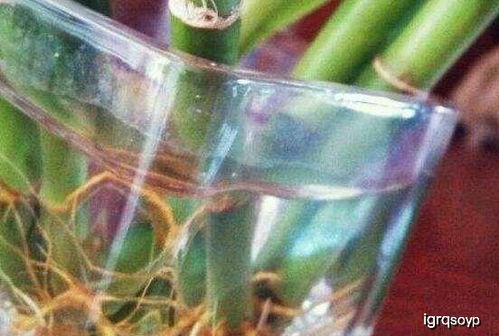 生根后的养护，不嫩大意