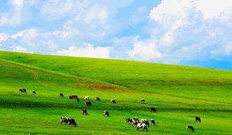 青海高寒草原生态修复，省钱新方法大揭秘！