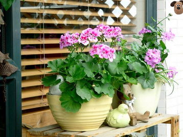 养花心得，用心而非用力