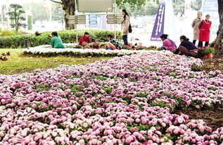 真实案例：废旧轮胎变花坛