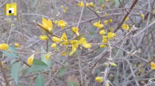 连翘适合在哪些地区种植？需要满足哪些土壤和气候条件