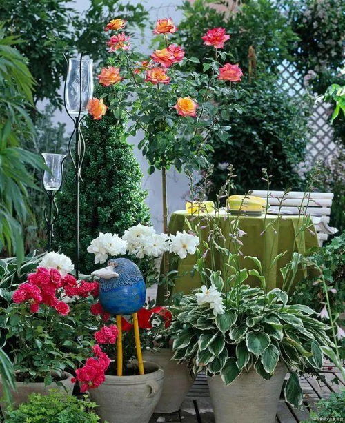 月季虽美， 但养起来却有不少“坑”