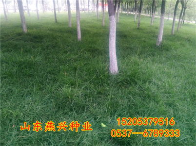 沙漠中的草：守护水土的秘密武器