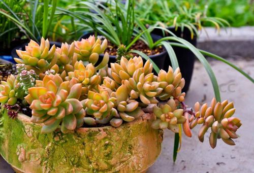 修剪多肉植物根的方法