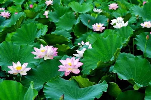 睡莲与荷花的迷思