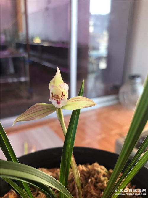 “国宝级兰花揭秘！这10种兰花