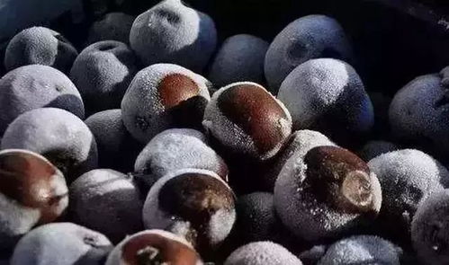 揭秘冻梨为何呈黑色：花卉界的科学奥秘