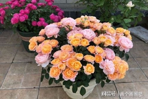 施肥法则， 月季的“营养餐”