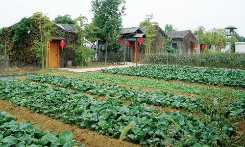 关注农未来 发现农旅新未来