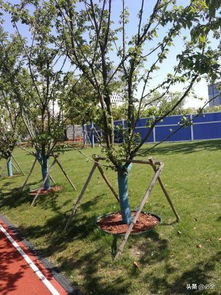 树穴大小：挖得越大越好？